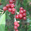 Autumn Olive Berry