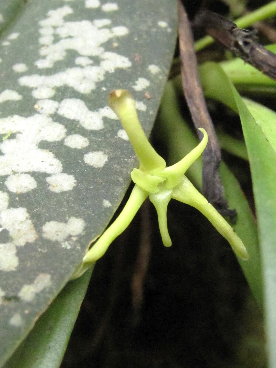 Orquidea