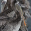 California Brown Pelican