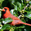 northern cardinal (male)