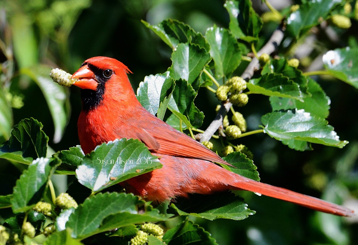 northern cardinal (male)