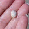 Cyclope shell