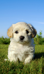 How to install Your Dog Pet Friend patch 1.0 apk for laptop