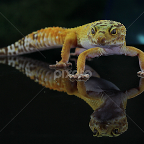 by Hernawan Safari - Animals Reptiles