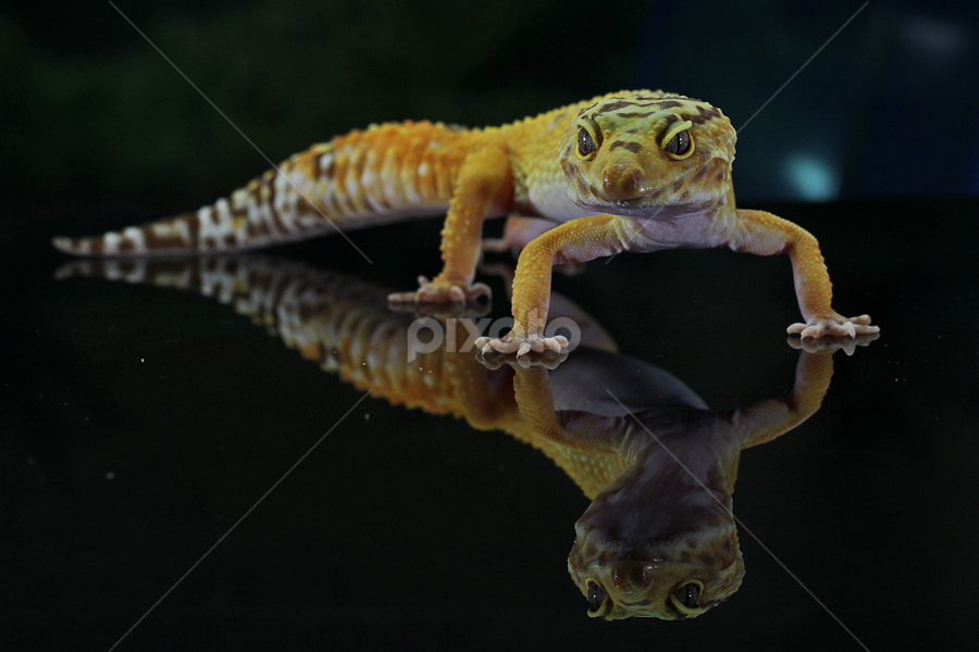 by Hernawan Safari - Animals Reptiles