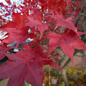 Japanese Maple