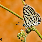 Little Tiger Blue Butterfly