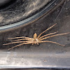 Huntsman spider (Giant Crab spider)