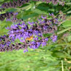 Unkown purple flower