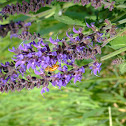 Unkown purple flower