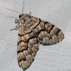 Panthea Owlet Moth