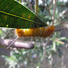 Spotted oleander moth larvae