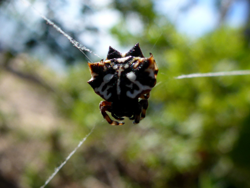 Jewel spider