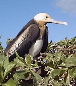 Frigate Bird