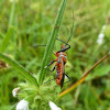 Assassin Bug