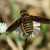 Golden bee fly