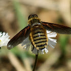 Golden bee fly