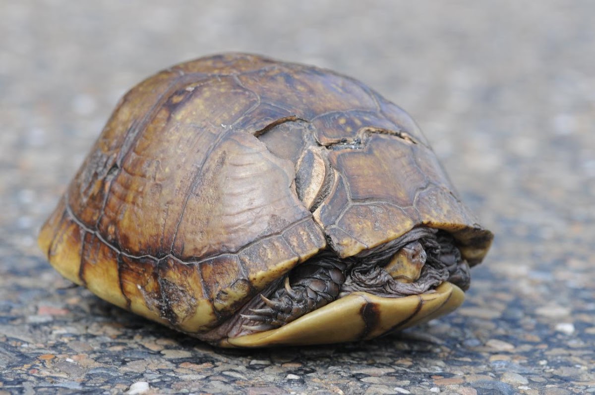 Three-toed box turtle (female)