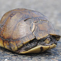 Three-toed box turtle (female)