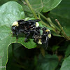 Bumble bees mating
