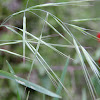 California Bromegrass