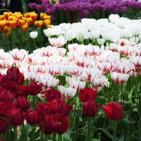 Tulips by Oma Sjon - Flowers Flower Gardens