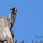 (Male) Nuttall's Woodpecker