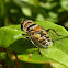 Hoverfly