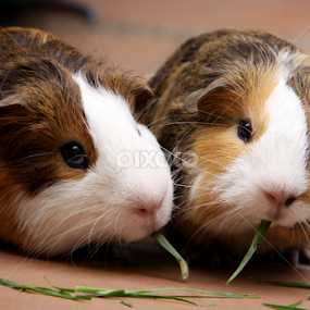 by Ana Cárdenas O - Animals Other Mammals