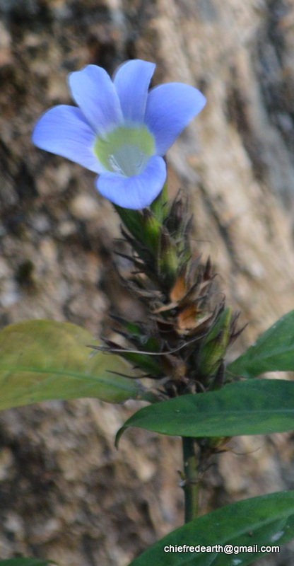 Yellow Throated Barleria, കരിoകുറുഞ്ഞി