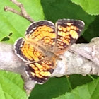 Pearl Crescent