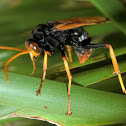 Giant spider wasp