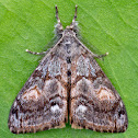 Douglas Fir Tussock Moth