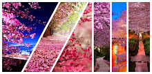 Sakura Live Wallpaper APK