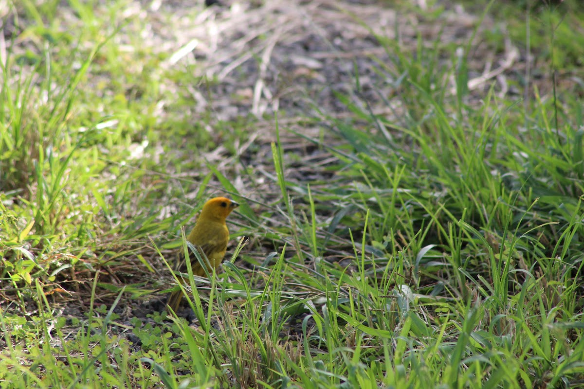 Saffron Finch