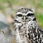Prairie dog owl or Burrowing owl, german Kaninchenkauz