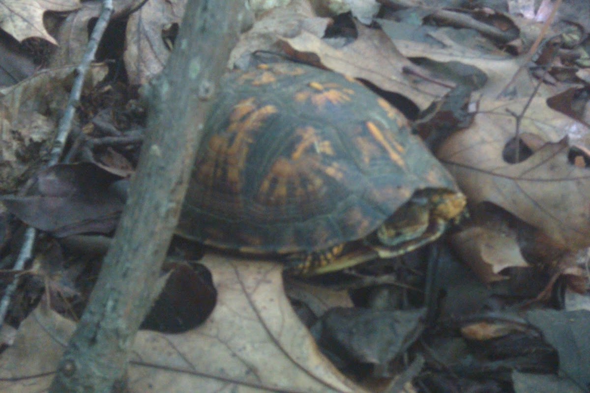 Young eastern box turtle