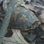 Young eastern box turtle