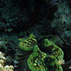 Maxima clam