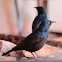 Cape starling, red-shouldered glossy-starling