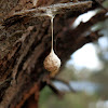 Common two-tailed spider egg sac