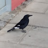 Currawong