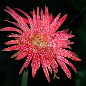 by Pani Indra - Flowers Single Flower