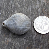 Lamp shell/Brachiopod