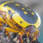 Garden Fruit Chafer