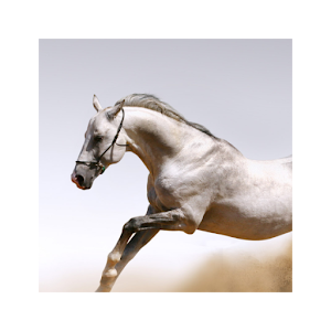 horselovv 1.0