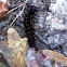 Pipevine swallowtail (larva)