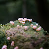 Mini-Lichen