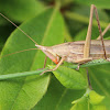 Chisui batta meaning blood-sucking grasshopper (male)