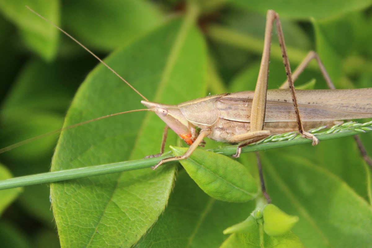 Chisui batta meaning blood-sucking grasshopper (male)